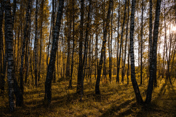Sun setting through birch tree forest. Golden light illuminating autumn landscape in grove. Natural scenic view for wallpaper design. Sunset in grove.