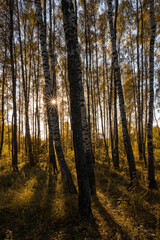 Fototapeta premium Sun setting through birch tree trunks in forest. Golden light illuminating autumn landscape in grove. Natural scenic view for wallpaper design.