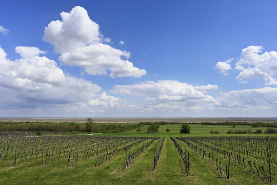 Vines, Fertőr&aacute;kos, Lake Neusiedl, Hungary