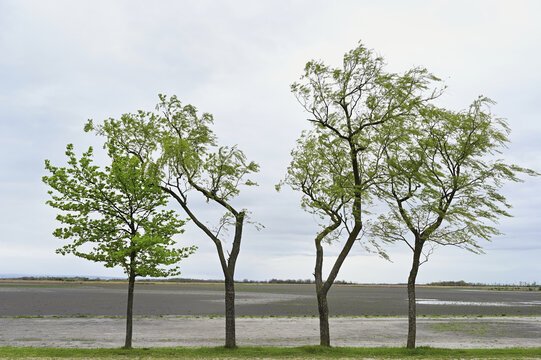 Very dry Zicksee, Lake Neusiedl National Park, Seewinkel, Burgenland, Austria