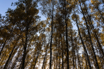 Tall birch tree trunks with yellow autumn foliage against a blue sky. Nature background for seasonal designs and posters.