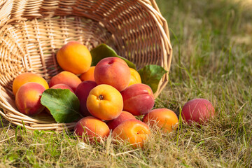 Ripe apricots in garden.