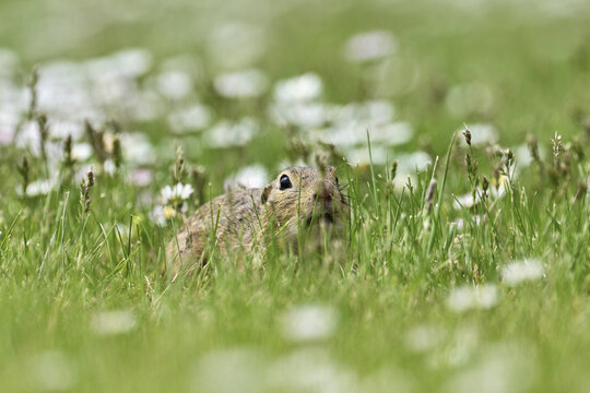 European ground squirrel (Spermophilus citellus), sitting in meadow, Lake Neusiedl National Park, Seewinkel, Burgenland, Austria