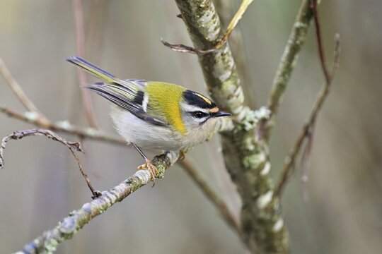 Goldcrest (Regulus regulus), sitting on a branch, Switzerland
