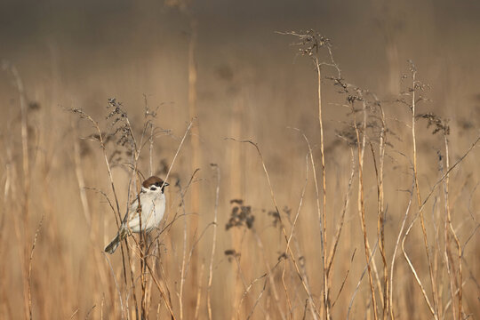 Singing on a thin blade of grass, singing station, Lake Neusiedl National Park, Burgenland, Austria