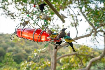 Beautiful sunbirds are drinking water