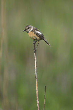Whinchat (Saxicola rubetra), sitting on a reed, Lake Neusiedl, Seewinkel, Burgenland, Austria National Park