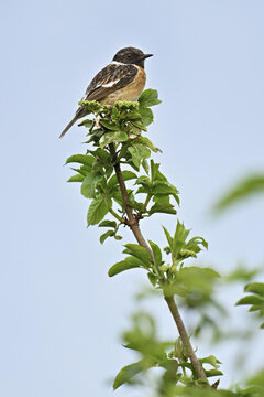 Stonechat (Saxicola rubicola), male sitting on a branch, Lake Neusiedl National Park, Seewinkel, Burgenland, Austria National Park