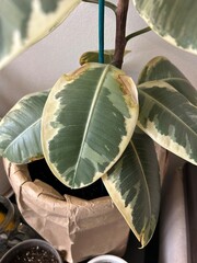 Close-up of a variegated rubber plant (Ficus elastica) leaf showing brown spots, dry edges, and discoloration. The photo illustrates a common houseplant disease or care problem, such as leaf 