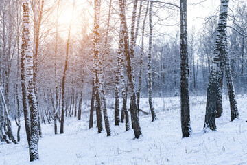 Sunbeams shining through snow-covered birch branches in a birch forest after a snowfall on a winter.