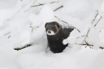 European polecat (Mustela putorius) or wood polecat, sitting in the snow, captive, Switzerland