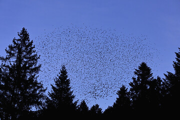 Approximately 1 million bramblings (Fringilla montifringilla), in flight over their roost at dusk, Oberaargau, Canton Bern, Switzerland