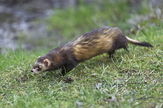 European polecat (Mustela putorius), also known as ferret, running in a meadow, captive, Switzerland