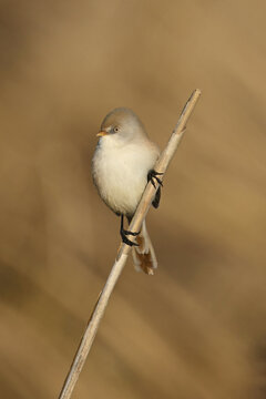 Bearded Tit (Panurus biarmicus), female on reeds, Klingnauer Stausee, Canton Aargau, Switzerland