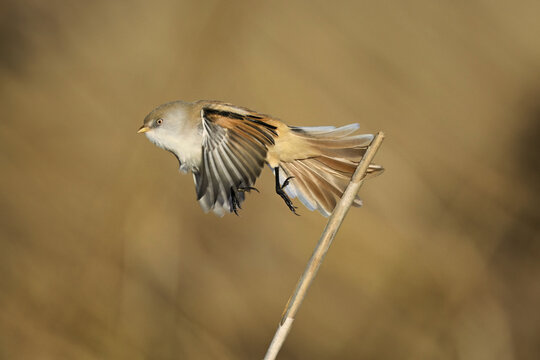 Bearded Tit (Panurus biarmicus), female taking off from reeds, Klingnauer Stausee, Canton Aargau, Switzerland
