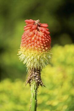 Flowering torch lily (Kniphofia), Switzerland