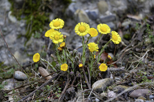 Coltsfoot (Tussilago farfara), flowering, Switzerland