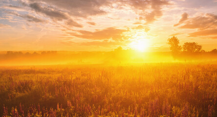 Lupines field bathed in vibrant sunrise glow. Tranquil countryside scene for dreamy landscape background. Serene nature escape or ethereal spring greetings. Vintage film aesthetic.