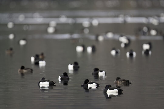 A group of Tufted Ducks (Aythya fuligula), swimming in their winter quarters on Lake Root, Canton Lucerne, Switzerland