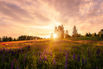 Purple lupine flower field at sunset. Concept vibrant summer landscape nature backdrop. Sunny evening wild floral scene.