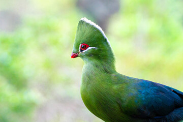 Close-up of a beautiful Guinea Turaco