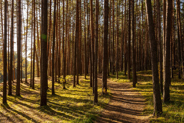 Green moss and grass on a ground in tall pine forest with hiking trail. An outdoor nature trail surrounded by natural beauty. The sun shines through pine trunks. Natural scenic for wallpaper design.