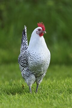 East Frisian Gull standing in a meadow, chicken breed with good utilisation characteristics, Texel, North Holland, Netherlands