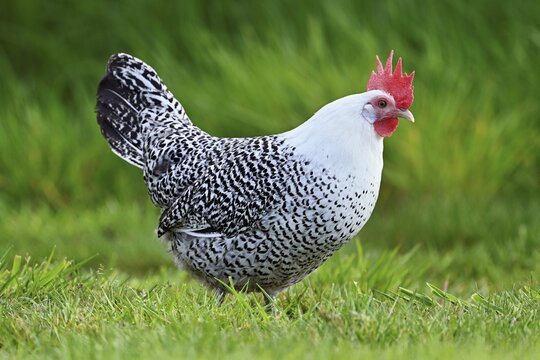 East Frisian Gull standing in a meadow, chicken breed with good utilisation characteristics, Texel, North Holland, Netherlands