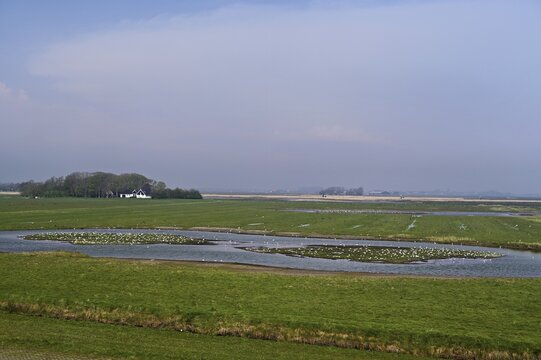 Black-headed gulls (Larus ridibundus), foraging at a pond, Texel, West Frisian Island, Province of North Holland, The Netherlands
