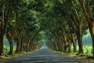 Naklejka premium Serene Sunday Drive Along a Tree-Lined Pathway in an Exotic Asian Rubber Plantation