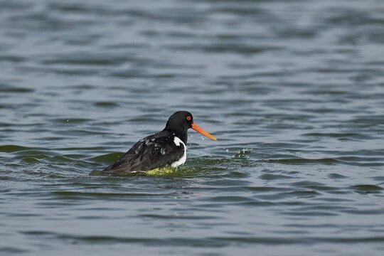 Oystercatcher (Haematopus ostralegus), bathing, Texel, West Frisian Islands, province of North Holland, Netherlands