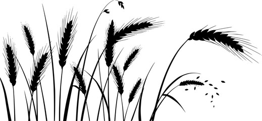 Wheat grain agriculture harvest growth field plant silhouette vector illustration
