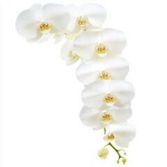Obraz premium Isolated orchid bloom with detailed petal textures and graceful curves, set against a clean white backdrop for product or design use.