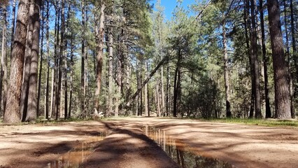 Tire Tracks with Water on a Dirt Road in Pine Tree Forest near Payson, Arizona 