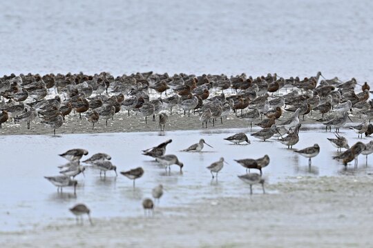 Bar-tailed godwits (Limosa lapponica), standing on a sandbank, Texel, West Frisian Islands, province of North Holland, Netherlands