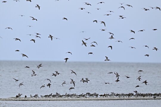 Bar-tailed godwit (Limosa lapponica), in flight and sitting on a sandbank, Texel, West Frisian Islands, province of North Holland, Netherlands
