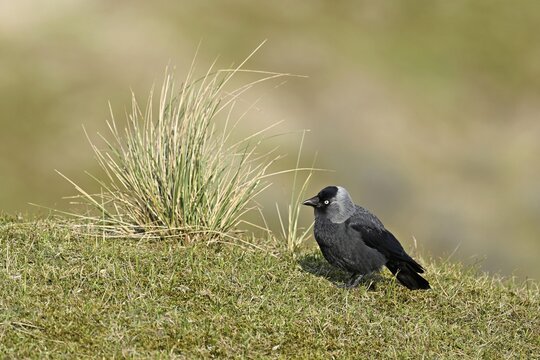 Jackdaw (Corvus monedula), adult bird sitting in meadow, Texel, West Frisian Islands, province of North Holland, Netherlands