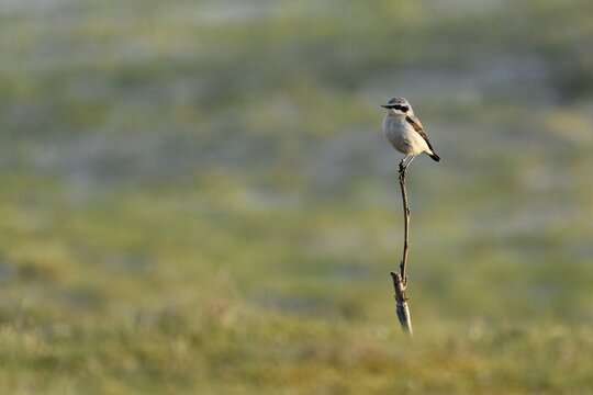 Wheatear (Oenanthe oenanthe), male sitting on a branch, Texel, West Frisian Islands, province of North Holland, Netherlands