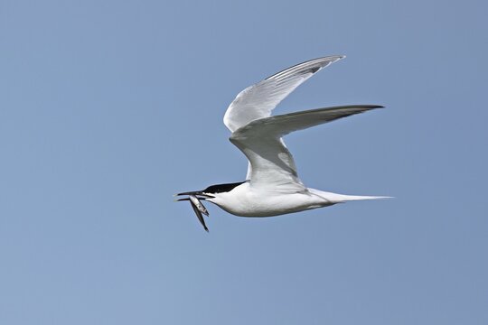Sandwich tern (Sterna sandvicensis) in flight with fish in its beak, Texel, West Frisian Islands, province of North Holland, Netherlands