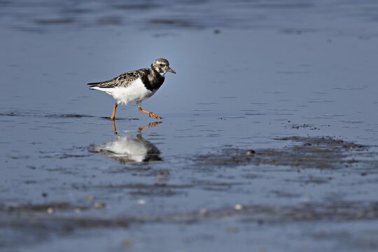 Turnstone (Arenaria interpres), foraging in the mudflats at low tide, Texel, North Holland, Netherlands