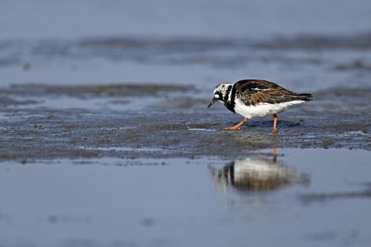 Turnstone (Arenaria interpres), foraging in the mudflats at low tide, Texel, North Holland, Netherlands