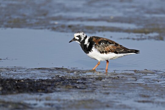 Turnstone (Arenaria interpres), foraging in the mudflats at low tide, Texel, North Holland, Netherlands