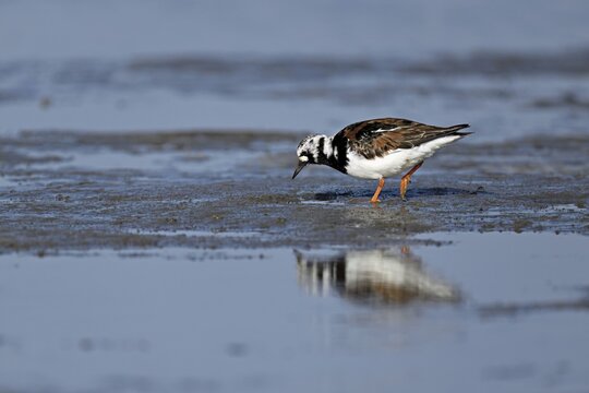 Turnstone (Arenaria interpres), foraging in the mudflats at low tide, Texel, North Holland, Netherlands