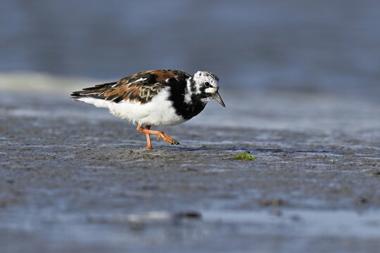 Turnstone (Arenaria interpres), foraging in the mudflats at low tide, Texel, North Holland, Netherlands