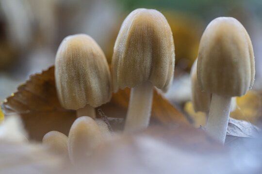 Mica tintinnabuli (Coprinus micaceus), Emsland, Lower Saxony, Germany