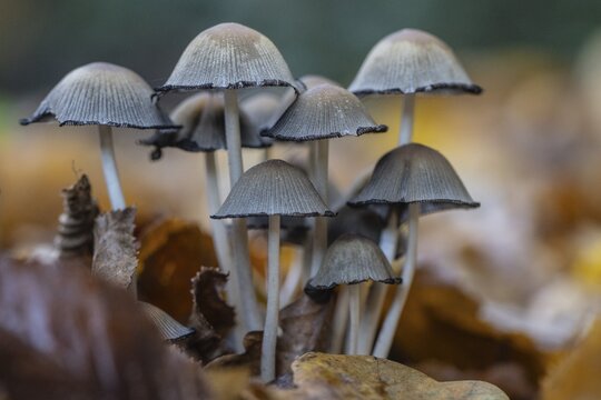 Mica tintinnabuli (Coprinus micaceus), Emsland, Lower Saxony, Germany