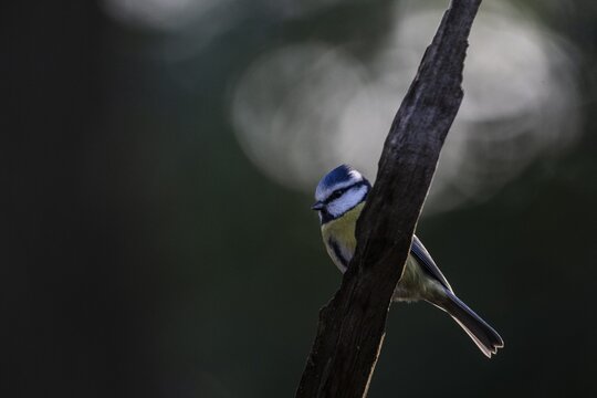 Blue tit (Parus caerulea), Emsland, Lower Saxony, Germany