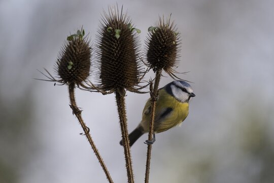 Blue tit (Parus caerulea), Emsland, Lower Saxony, Germany