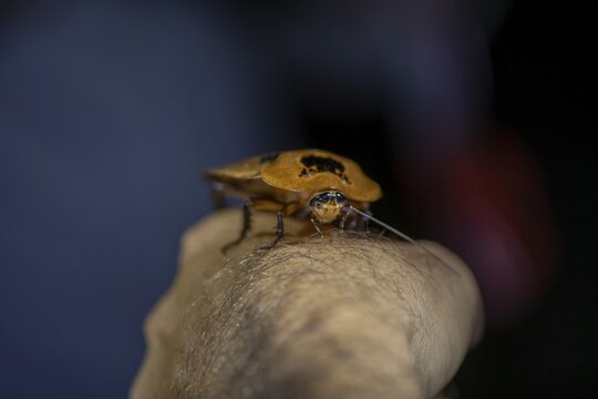 Giant marbled cockroach (Archimandrita marmorata), cockroach sitting on one arm, at night, Puntarenas province, Costa Rica