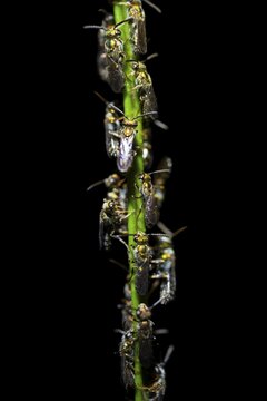 Many flies sitting densely packed on a stem, tropical rainforest at night, Heredia province, Costa Rica
